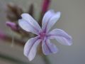 Plumbago europaea